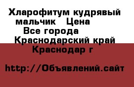 Хларофитум кудрявый мальчик › Цена ­ 30 - Все города  »    . Краснодарский край,Краснодар г.